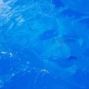 써지에이드 이미지