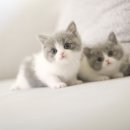 캣통령 잠실점 이미지