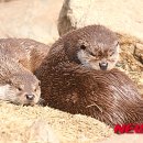 화천군수달연구센터 이미지