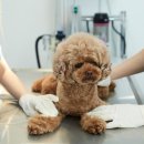 더케어(The Care) 이미지