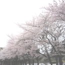 과천대공원 벚꽃길 이미지