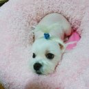 꽁이몰 네이버블로그