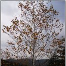 사기막리 이미지