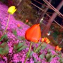 서산중앙병원