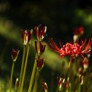 달빛자락 이미지