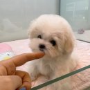 집에서도 간단히 반려견 미용 이미지