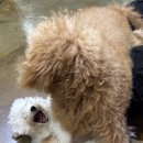 퍼피마마 이미지