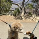 Grand Canyon⛰️/ 힐링투어 2박3일 그랜드캐년 투어 후기(1)