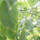 제이진 힐러 이미지