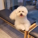 부분+목욕+얼굴컷 애견미용 재방문 후기👍🫰
