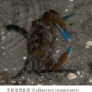 갑각류 - 연갑綱 - 십각目 - 꽃게科 - 혹청색꽃게 이미지