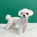 도그메종 이미지