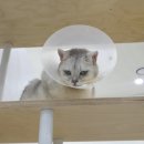 캣플헤븐 | [금정역] 초대형 고양이 카페 힐링 데이트 코스 😽 캣플헤븐 방문 후기 | 내돈내산 후기!