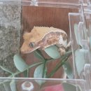 라이프생활용품 | 크레스티드 게코 용품 구매 | 도마뱀라이프 인천점 후기