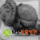 MS동물병원 이미지