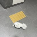 히어로동물병원 | 검단 동물병원 / 신검단중앙역 히어로 동물병원에서 2kg포메 중성화수술 / 건강검진 했어요 🫶🏻 :)