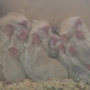 패러그린샵 - 강서구 명지국제8로 287 | 패러그린샵