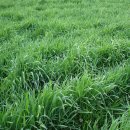 4월의밀밭 이미지