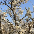 당나루 | [김해가볼만한곳] 용당나루매화공원(3/22기준 개화상황) | 김해매화 | 매화축제 | 김해여행