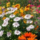 신점 선생 묘 이미지