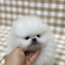 또바기 켄넬 이미지