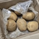정선600농원