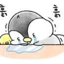 그라시아플라워 이미지
