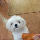 BOB 애견용품 아울렛 네이버블로그