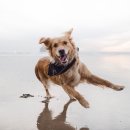 웃는 강아지 이미지