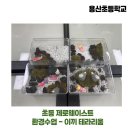 [언제든학교]실천하는 제로웨이스트 클래스 | 용산초등학교 제로웨이스트 환경수업 이끼 테라리움 만들기 출강 후기 (토토로 피규어)