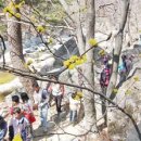 나무의 꿈 이미지