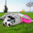 도그바이러스 이미지