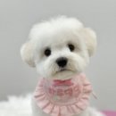 하루댕댕 이미지