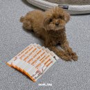 꼬미펫 | 소형견인 푸들 꼬미에게 딱 맞는 칫솔 찾음, 리스펫 덴탈 딥 브러쉬