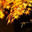 당신은참예쁜꽃 이미지