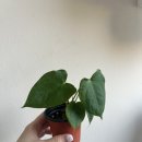 플랜트플래닛 | 희귀식물 안스리움 포게티 네로우(포게티X와로쿠) 플랜트 플래닛 후기 식물쇼핑