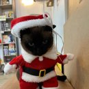 카페꽁냥 이미지