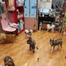 나밍밍 강아지네 이미지