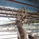 성환엘크사슴농장 이미지