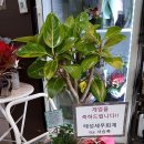 플라워샵산책