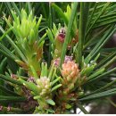 솔방울민박 이미지