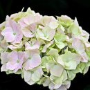 사랑울타리 이미지