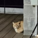 [강원/속초] 독채펜션 도문도문 이용후기 / 개인 수영장
