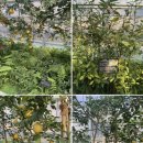 5월17일(토)세자매트레킹 대구 옥연지 송해공원둘레길 쌍용회관06시출발 회비60,000원(조식:김밥 생수제공) 이미지