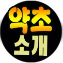 산까치자연산약초 이미지