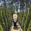 소디스 이미지