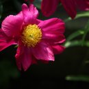 금빛솔여울에든가오름 이미지