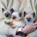 삼가정 | 샴가정분양 건강한 아기고양이들 만나볼까요?