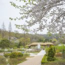 ◆(사진)부천생태공원의 봄 & ◆푸른수목원 할미꽃 이미지