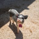 봉옥농장 이미지